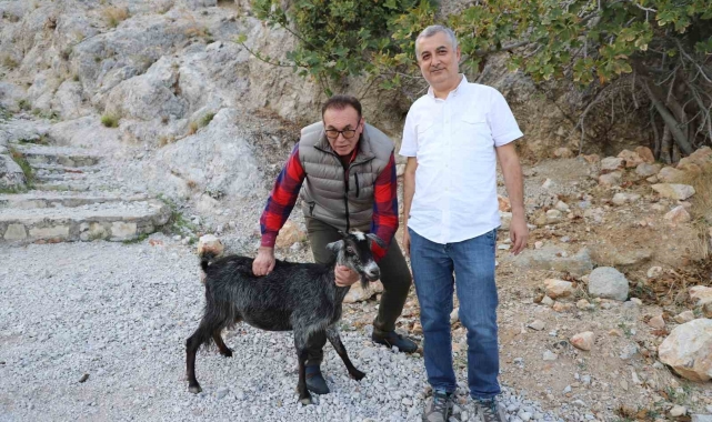 Alanya'da tedavi edilen yaralı keçi doğaya bırakıldı