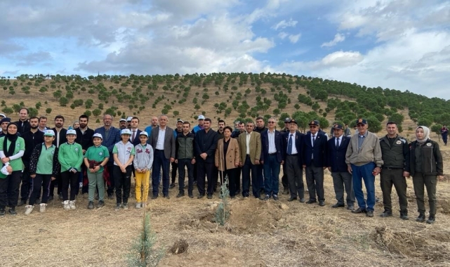 Alaşehir'de 500 adet çam fıstığı fidanı dikildi