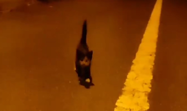 Arnavutköy'de otoyol kenarındaki yavru kedi tır sürücüsünün dikkati sayesinde kurtuldu