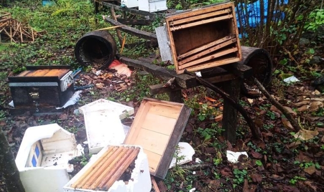 Artvin'de ayılar arı kovanlarına zarar verdi, 100 kg kestane balını midelerine indirdi