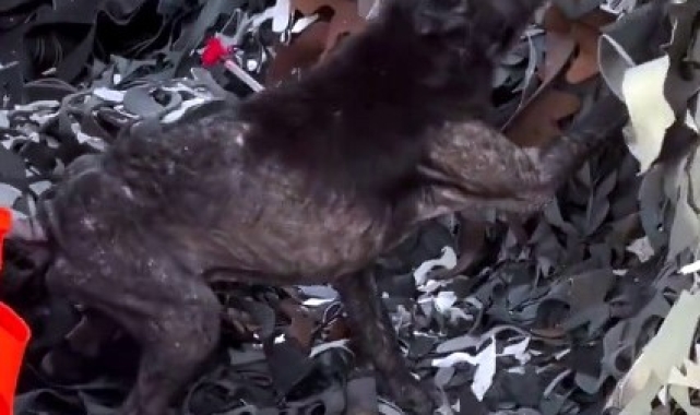 Ayağına lastik dolanan köpeğin yardımına hayvanseverler yetişti