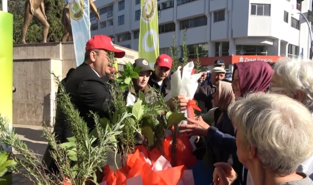 Bafra'da 40 bin fidan dağıtıldı