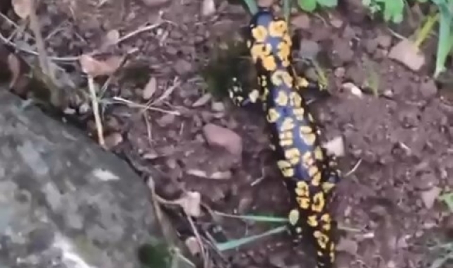 Batman'da Anadolu semenderi görüldü