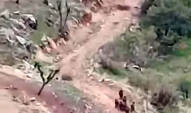 Batman'da domuz sürüsü cep telefonu kamerasına yansıdı