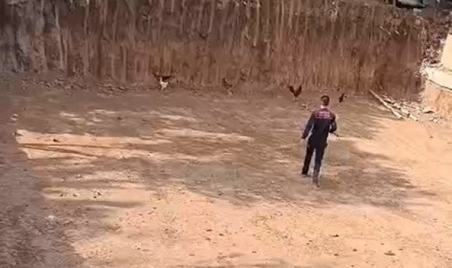 Batman'da itfaiye ekiplerinden 'tavuk kurtarma' operasyonu