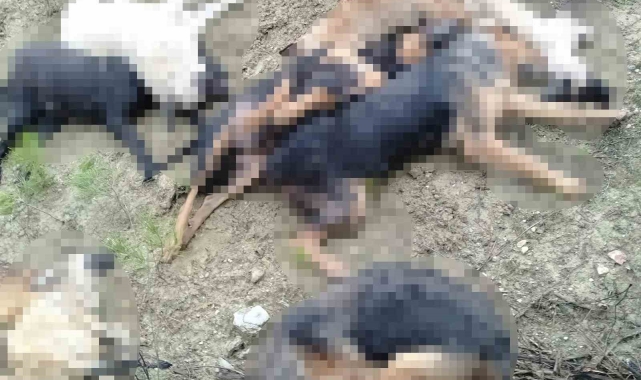 Bilecik'te öldürülen sokak köpekleri ile ilgili 4 kişi gözaltına alındı
