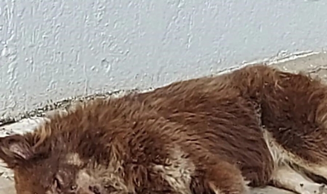 Bodrum'da köpekleri zehirlediler