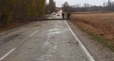 Boğazkale'de şiddetli rüzgar ağaçları devirdi