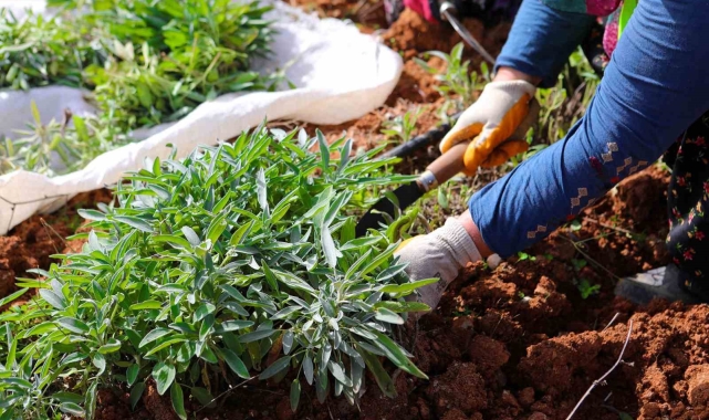 Botanik Vadi'de yılın ikinci adaçayı hasadı yapıldı