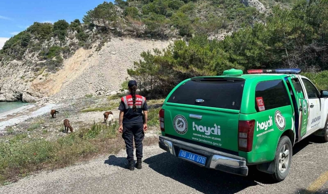 Bu bitkiyi koparmanın cezası 245 bin TL