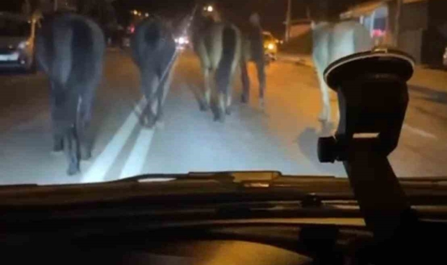 Bursa'da başıboş atlar trafiği zora soktu