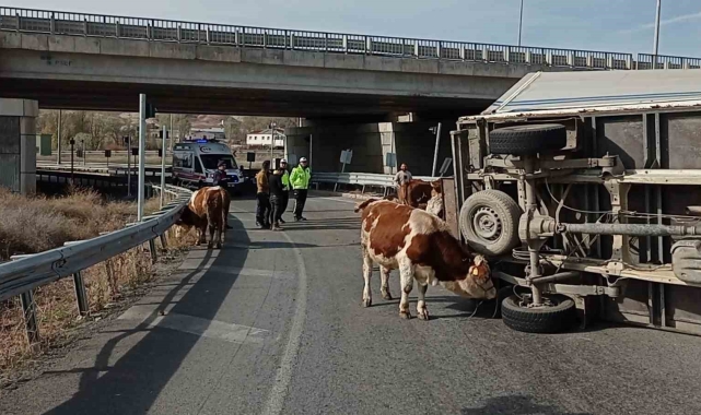 Büyükbaş hayvanları taşıyan kamyonet devrildi, sürücü yaralanırken, 1 hayvan telef oldu