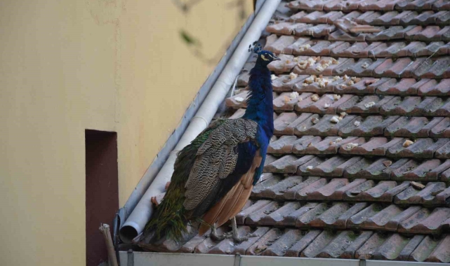 CİMER'e şikayet edilen tavus kuşunun süresi doluyor