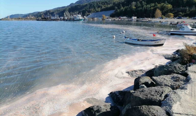 Deniz yüzeyi sarı tabakayla kaplandı, etrafı kötü koku sardı