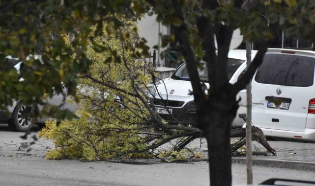 Denizli'de etkili olan fırtınada ağaçlar devrildi