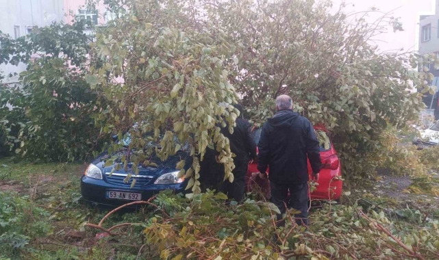 Dev ağaç, otoparktaki araçların üzerine devrildi
