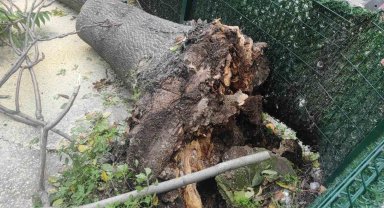 Devrilen ağacın altında kalmaktan son anda kurtuldu, o anlar kameraya yansıdı