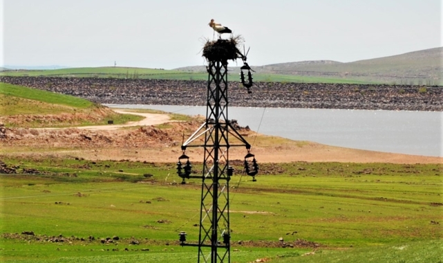 Dicle Elektrik'ten leylekler için Dicle Vadisi'nde yuva