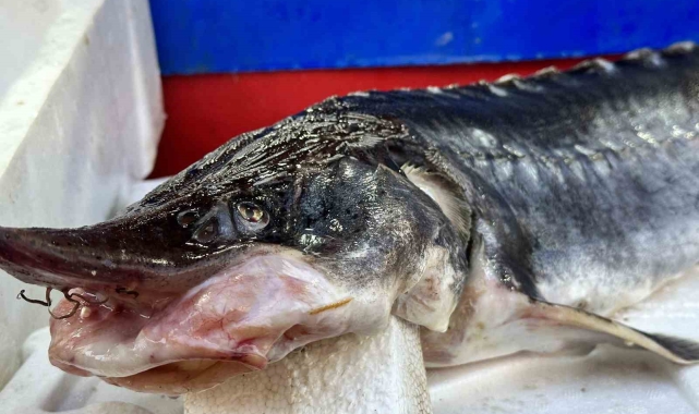 Dinozorlar döneminden günümüze gelen bu balığın havyarı 2 milyon lira