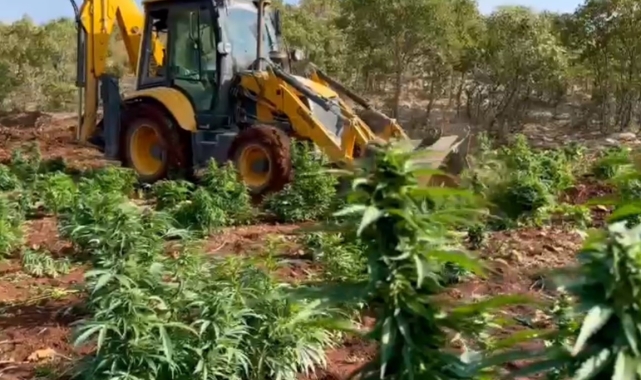 Diyarbakır'da 403 kilo esrar ve 423 bin esrar bitkisi ele geçirildi