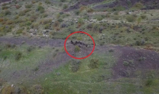 Diyarbakır'da domuz sürüsünün kaçışı dronla görüntülendi