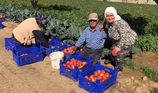 Domateste güz hasadı başladı, düşen fiyatlar üreticiyi memnun etmedi