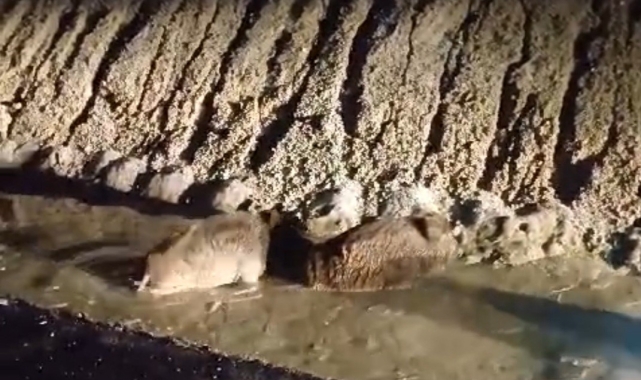 Domuz sürüsüne minibüs çarptı