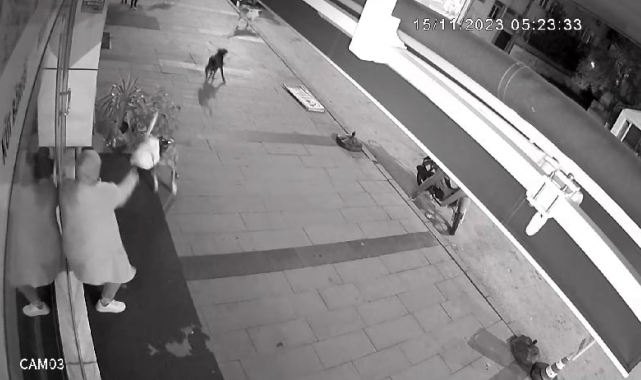 Dükkanı açan kadın dehşeti yaşadı: Köpekler işte böyle saldırdı