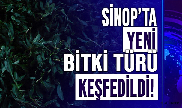 İŞTE HERKESİN MERAK ETTİĞİ O BİTKİ!
