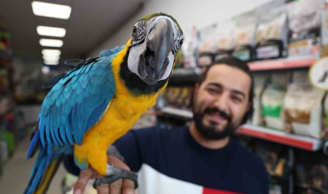 Dünyanın en havalı papağanı güzelliği ve fiyatıyla dikkat çekiyor