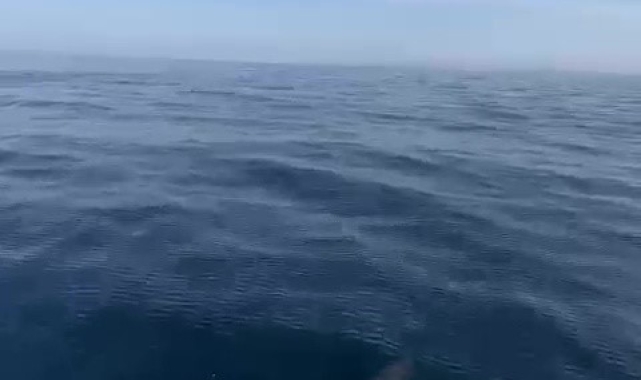 Düzce'de yunusların şovu kamerada