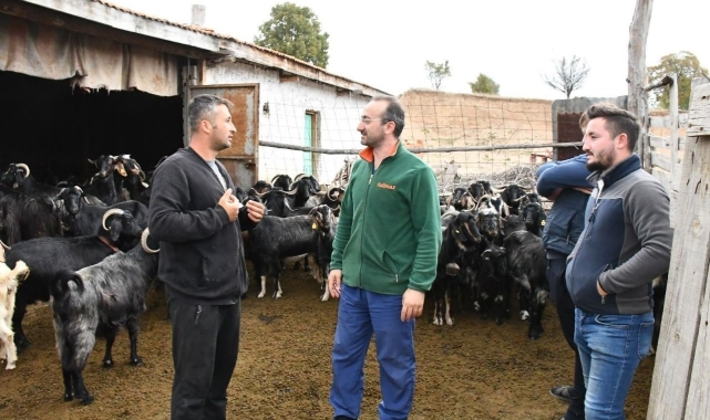 Emet Belediyesinin keçi peyniri projesinde üretici sayısı artıyor