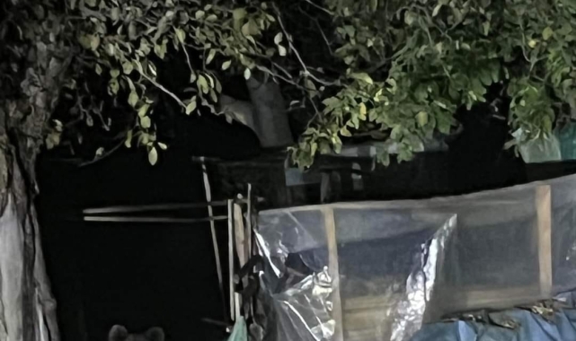 Evin bahçesine ayı girdi