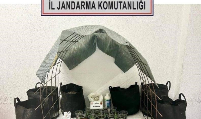 Evin içinde uyuşturucu serası: 1 gözaltı