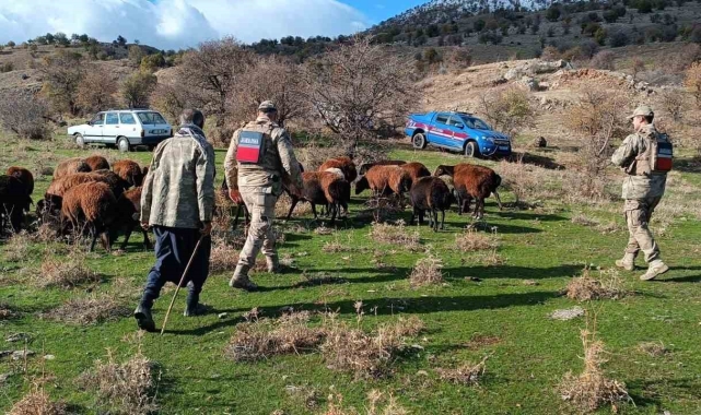Fırtınada kaybolan koyunlar jandarma tarafından bulundu