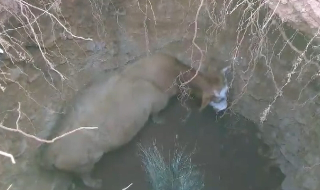 Gaziantep'te obruğa düşen ineği itfaiye kurtardı