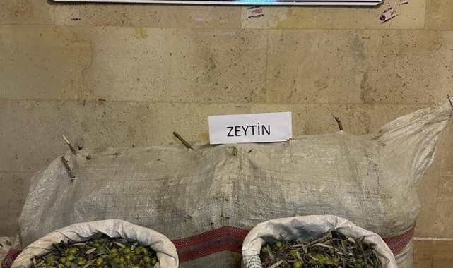 Germencik'te zeytin hırsızları yakalandı