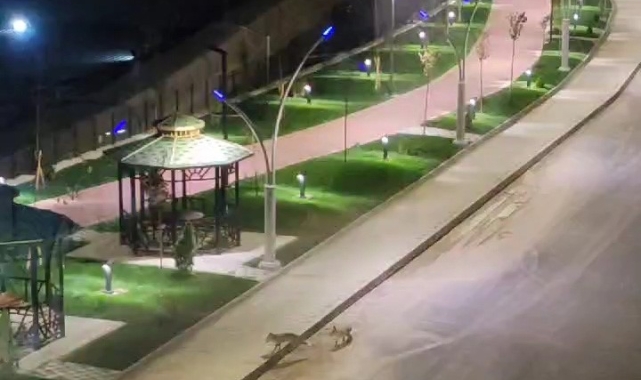 Gümüşhane'de henüz açılmayan parkın şaşırtan ziyaretçileri
