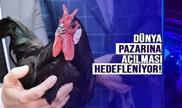  "HACIKADI TAVUĞU" TANITILDI!