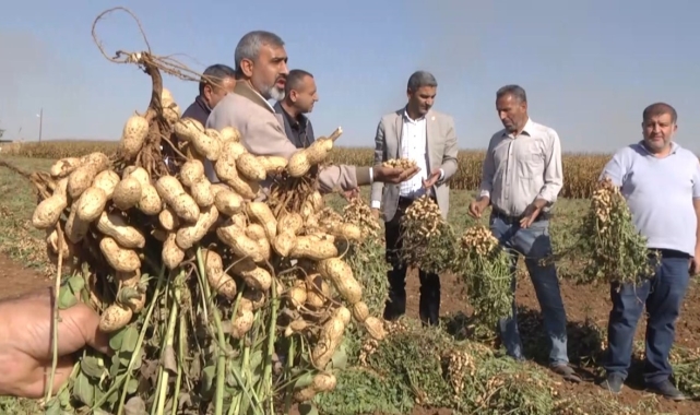 Harran Ovası'nda yer fıstığı bereketi