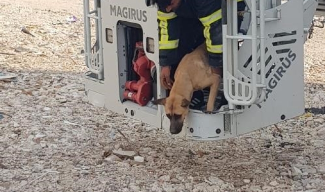 Hasarlı binada mahsur kalan köpek kurtarıldı
