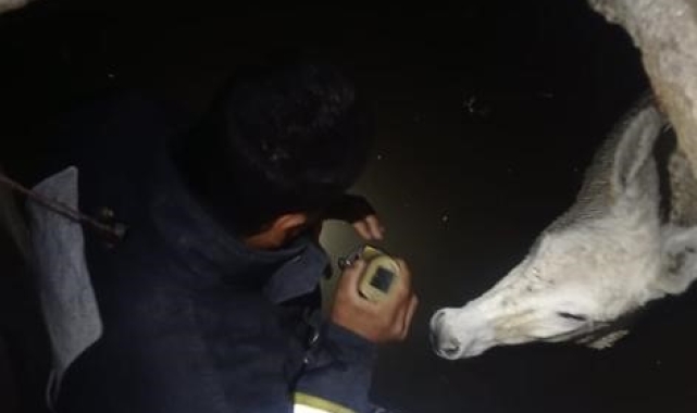 Hatay'da kuyuya düşen eşek kurtarıldı