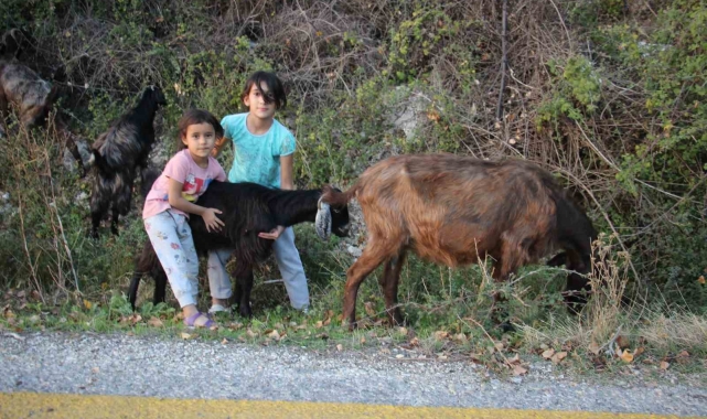 Hem kardeşine, hem de keçilere bakıyor