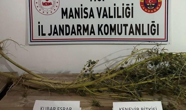 Hint kenevirlerini, kuruturken yakalandı