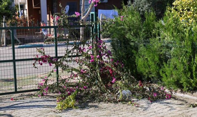 İmam ile dernek başkanı arasında 'ağaç kesme' tartışması