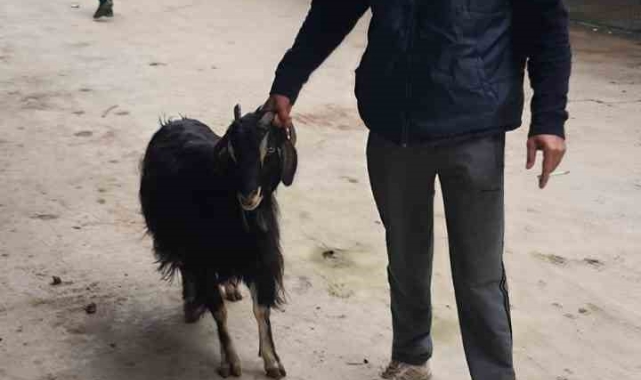 Isparta'da ağıldan 3 keçi çalıp sattığı tespit edilen şahıs yakalandı