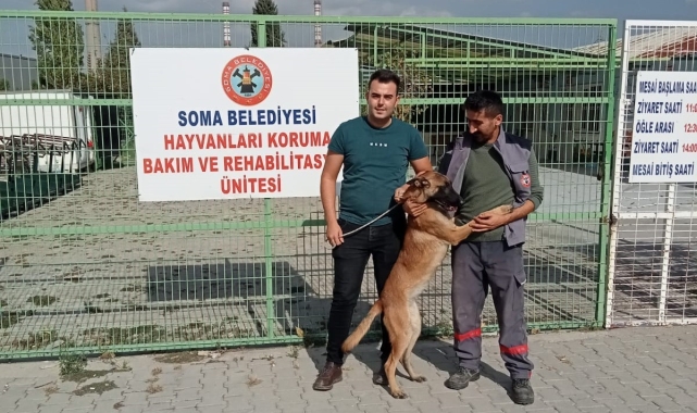 İzmir'de kaybolan köpek Soma'da sokakta bulundu
