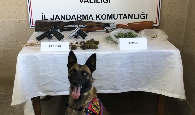 Jandarma kenevir yetiştiricilerini yakaladı