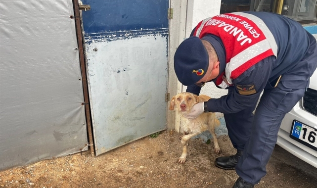 Jandarmadan yaralı hayvanlara yardım eli