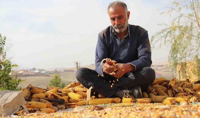 Kahramanmaraş'ta mısır hasadı sona erdi